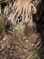 Pteridium aquilinum pseudocaudatum