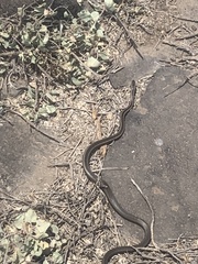 Pseudalsophis hoodensis