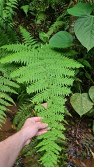 Macrothelypteris torresiana