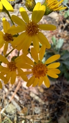 Packera neomexicana