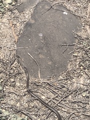 Pseudalsophis hoodensis