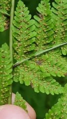 Macrothelypteris torresiana