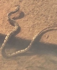 Nerodia sipedon pleuralis