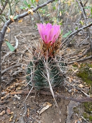 Thelocactus bicolor bicolor