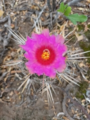 Thelocactus bicolor bicolor
