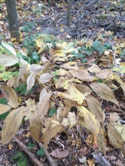 Uvularia grandiflora