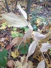 Uvularia grandiflora