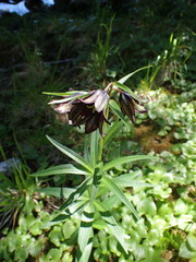 Fritillaria camschatcensis