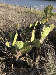 Opuntia littoralis