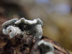 Erioderma sorediatum