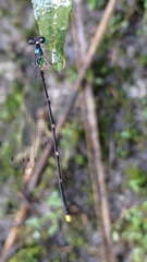 Coeliccia flavicauda