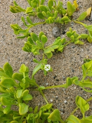 Nolana parviflora