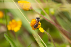 Halictus ligatus