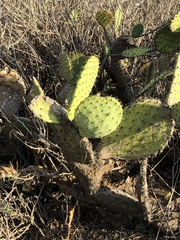 Opuntia littoralis