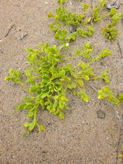 Nolana parviflora