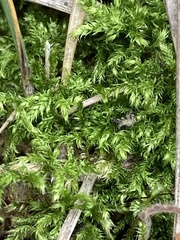 Brachythecium rutabulum