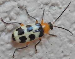 Paranapiacaba tricincta