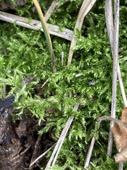 Brachythecium rutabulum