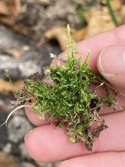 Brachythecium rutabulum