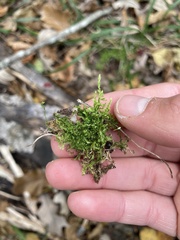 Brachythecium rutabulum