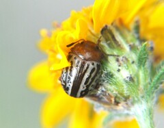 Doryphorina