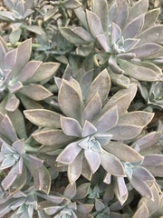 Graptopetalum