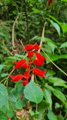 Salvia splendens