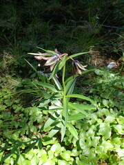 Fritillaria camschatcensis