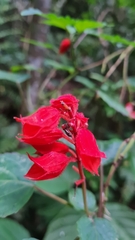 Salvia splendens