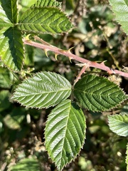 Rubus cuneifolius