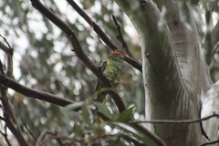 Glossopsitta concinna