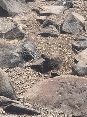 Geospiza conirostris