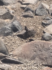 Geospiza conirostris