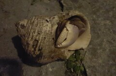 Coenobita