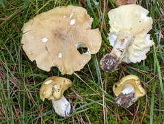 Tricholoma equestre