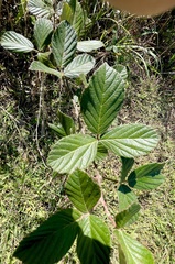 Rubus cuneifolius