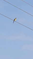 Spizixos semitorques