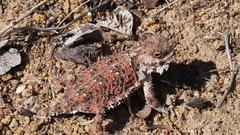 Phrynosoma blainvillii