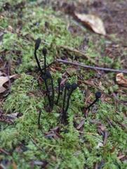 Trichoglossum