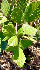 Rubus cuneifolius