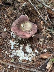 Russula puellaris