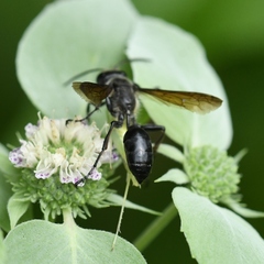 Isodontia