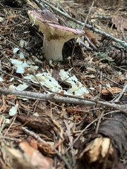 Russula puellaris