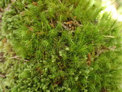 Dicranum fuscescens