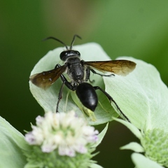 Isodontia