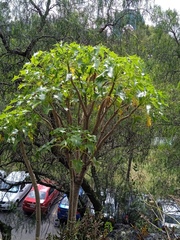 Pittocaulon praecox