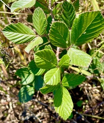 Rubus cuneifolius