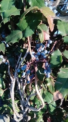 Berberis aquifolium