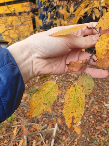 Amelanchier canadensis