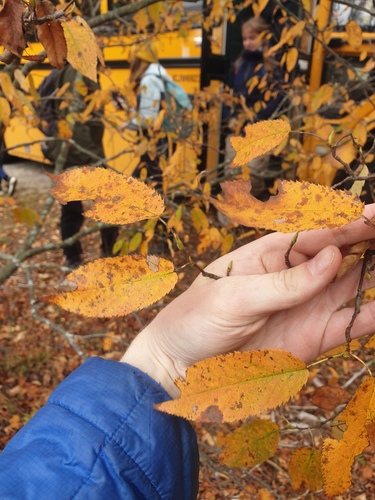 Amelanchier canadensis